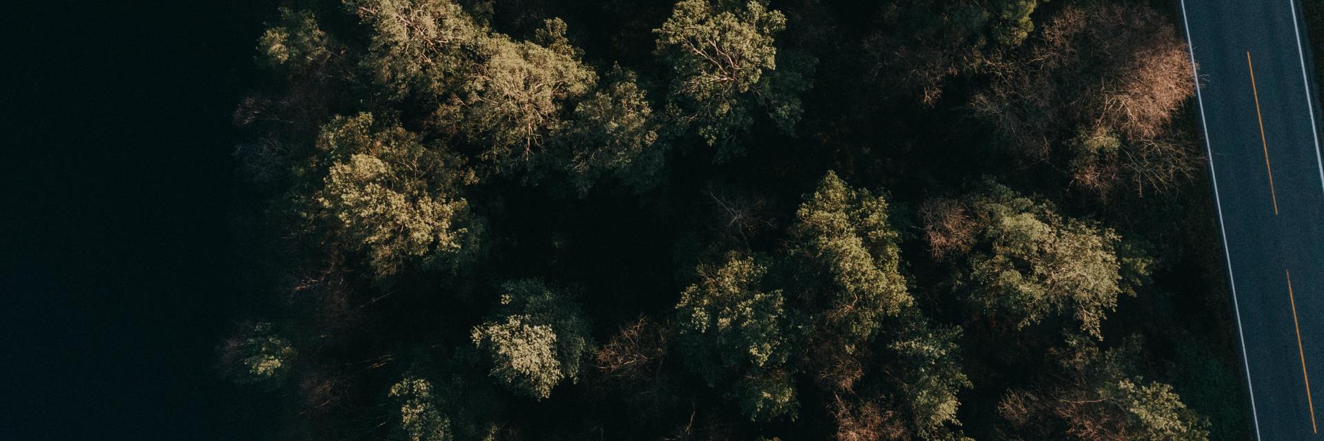 Skog