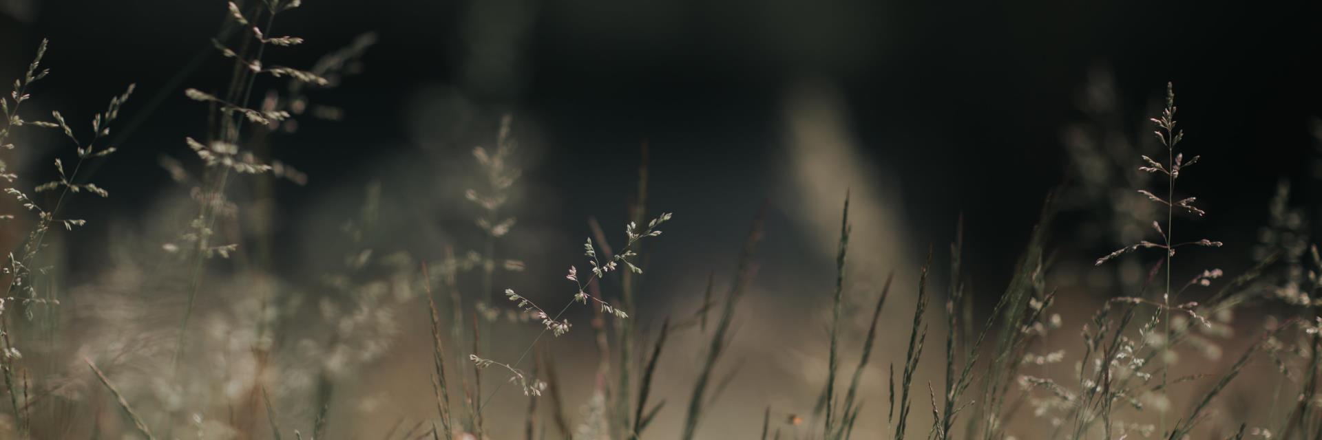 Natur
