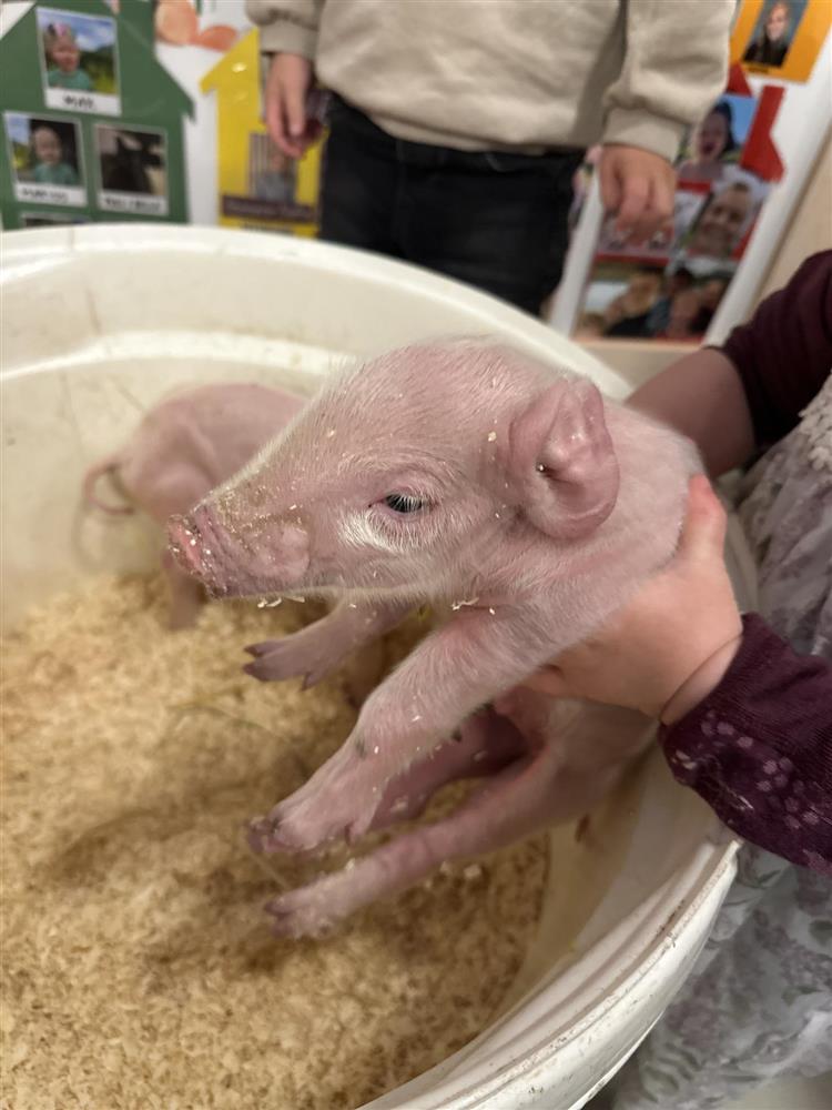 Grisungar - Klikk for stort bilete