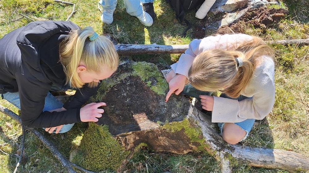 Trestump - Klikk for stort bilete
