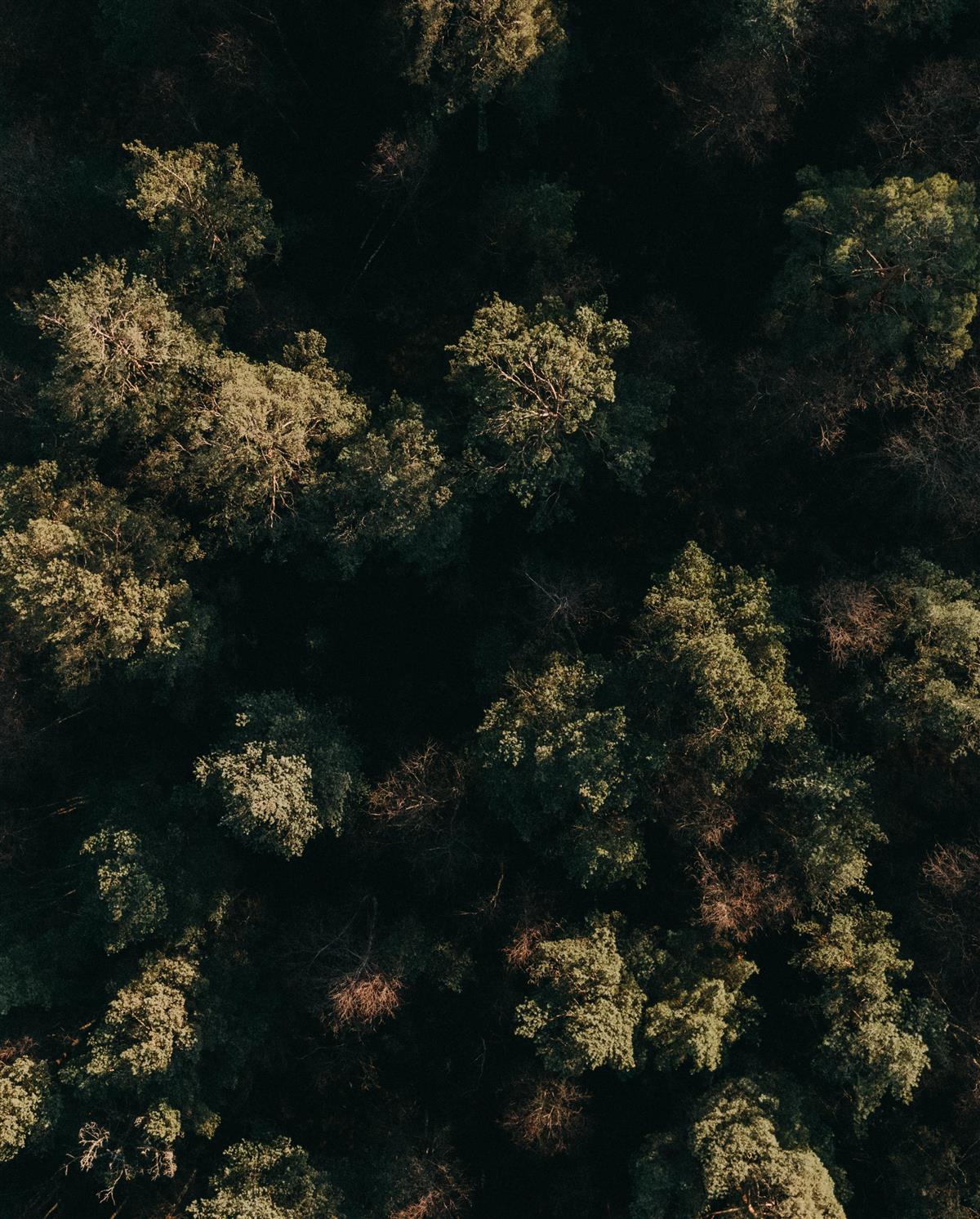 Dronebilde av skog - Klikk for stort bilete